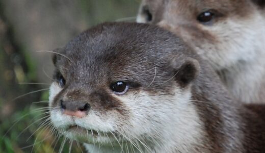 【ちぃたん☆は何者？】コツメカワウソの妖精について調べてみた。炎上経験も？